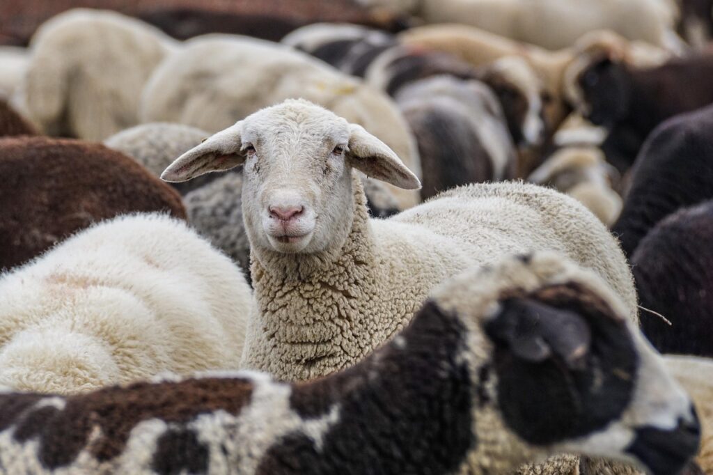 sheep, nature, animals, flock, flock of sheep, mammals, livestock, group, wool, rural, portrait